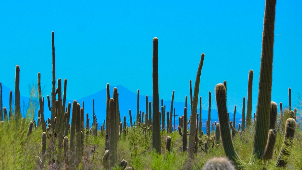 saguaro cactus road trip