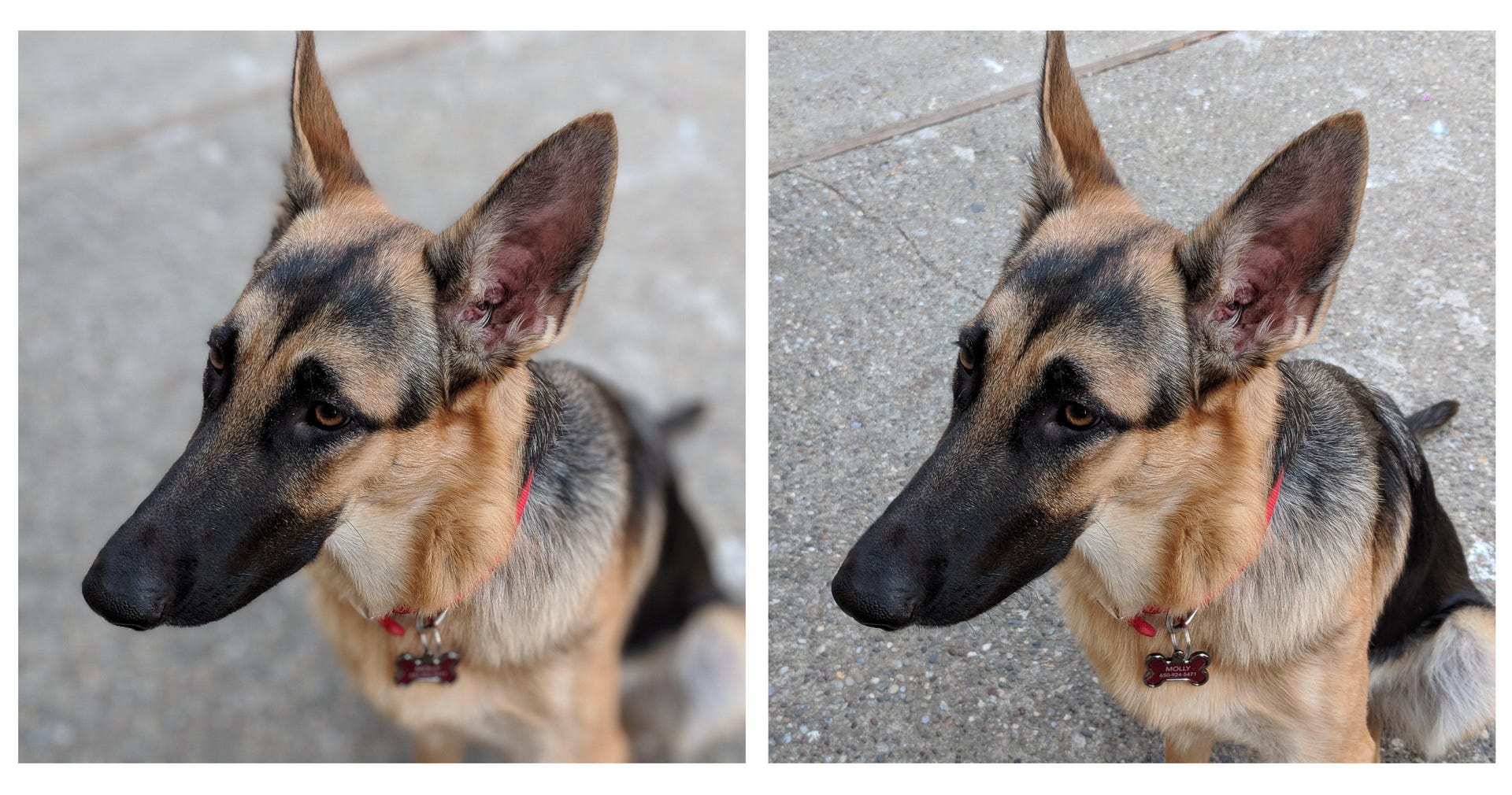 Google's Pixel 2 portrait mode works on a dog, even though it can't use machine learning that recognizes human faces. At left, portrait mode is on.