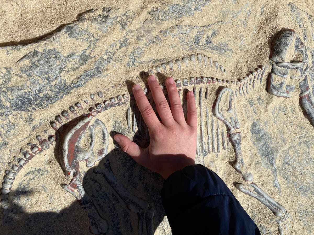A child's hand touches a fossilized skeleton of an animal.