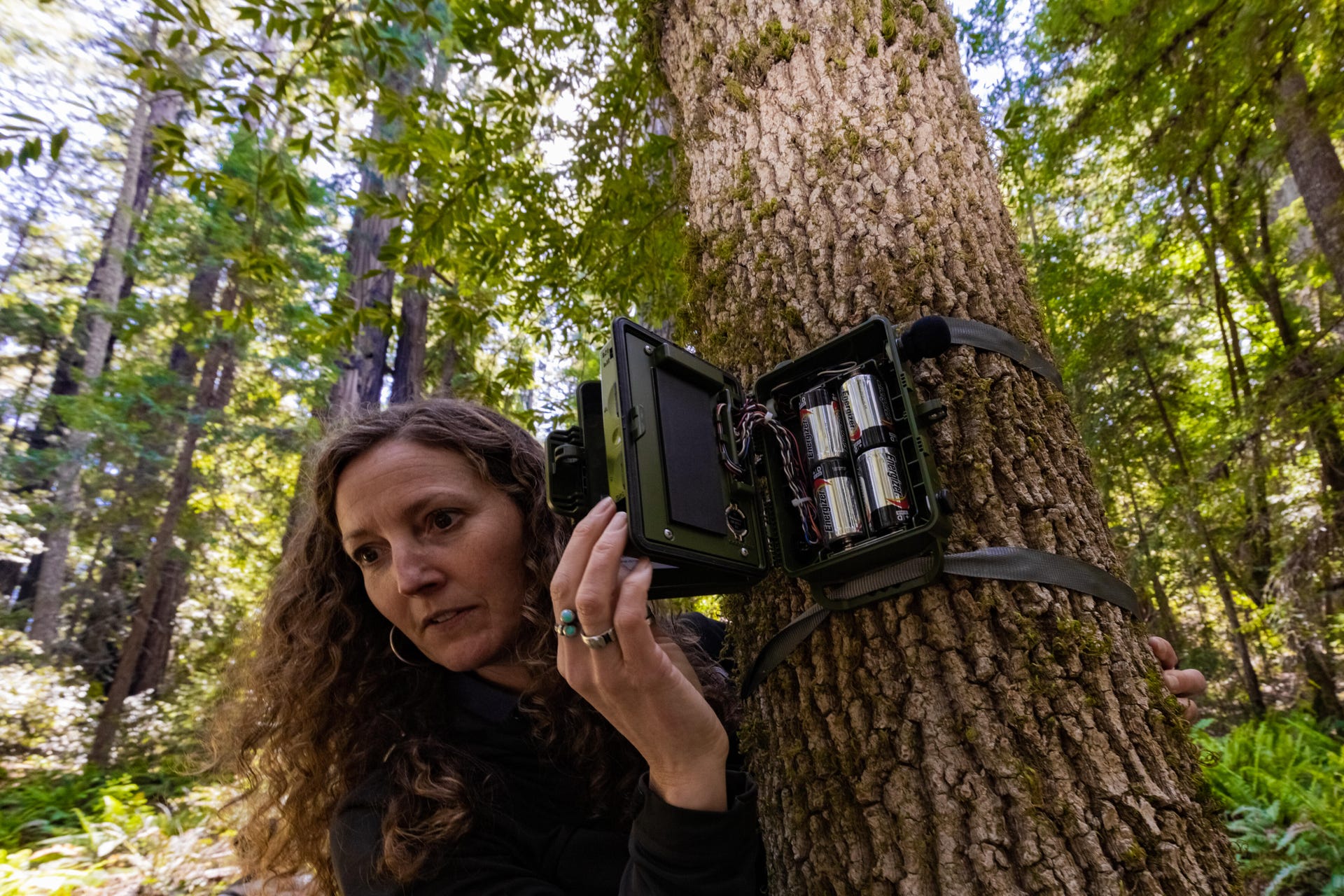 In the Harold Richardson redwoods reserve, wildlife biologist Stephanie Martin sets up a tree-mounted microphone.
