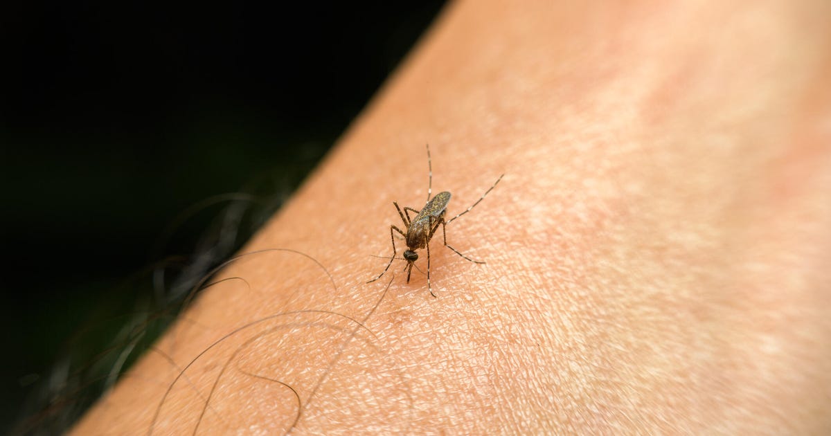 There Are Scientific Reasons That Explain Why Mosquitos Target You: Blood Type, Odor and More