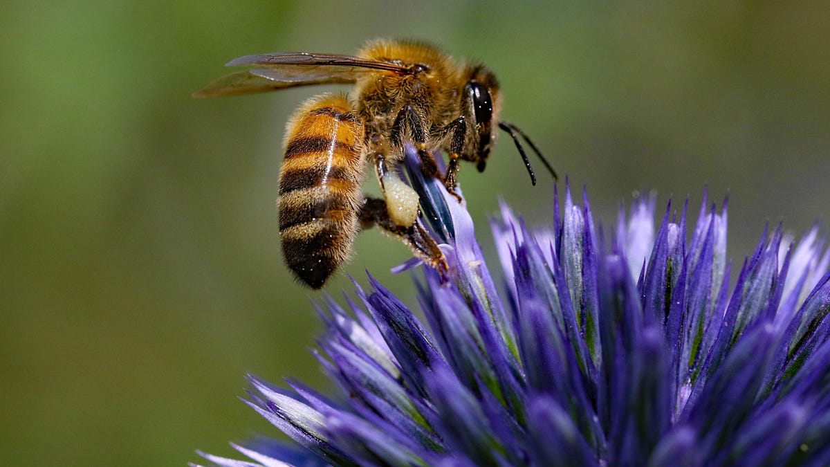 Honey bee on Echinop Thistle