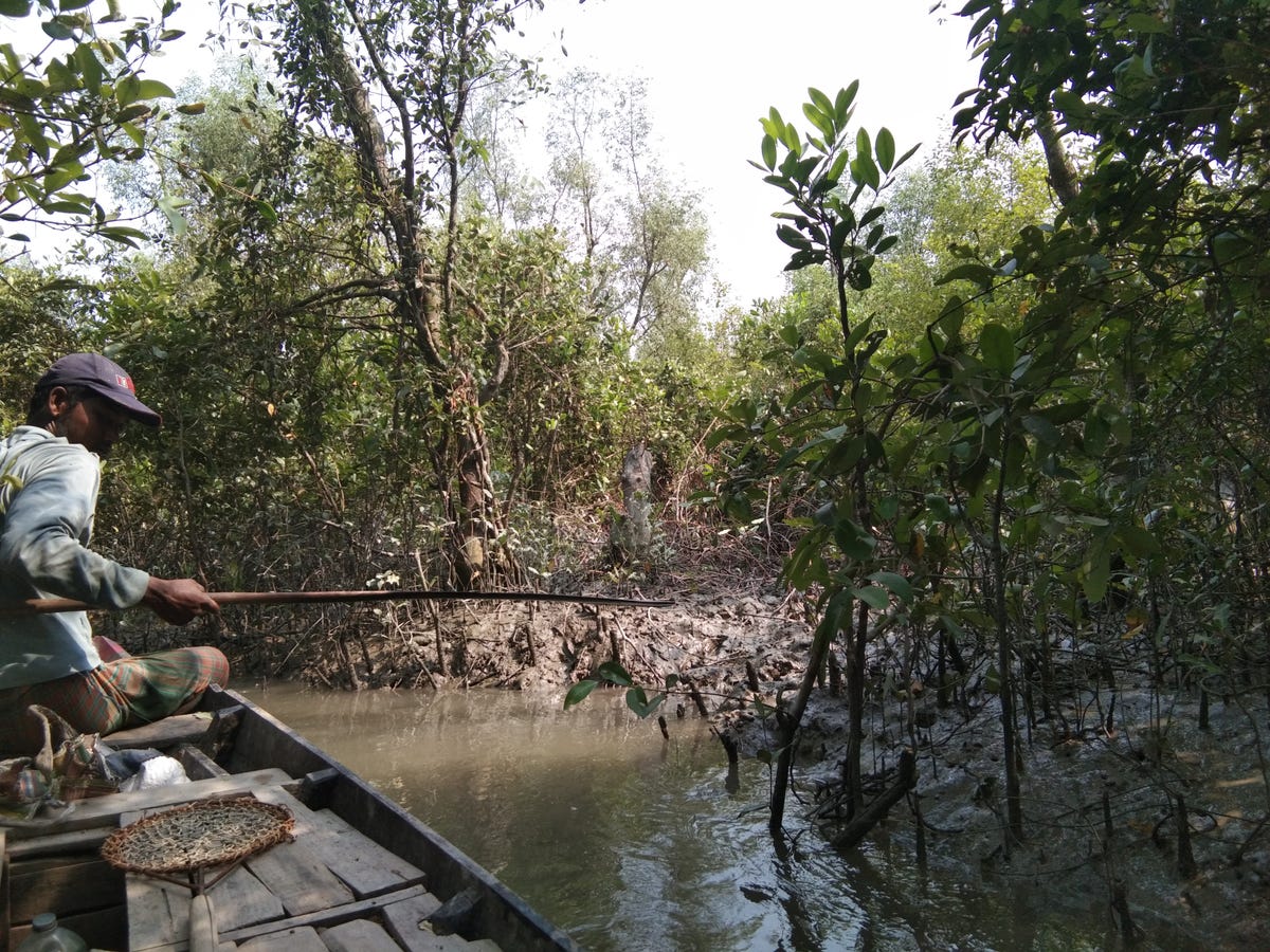 A deteriorating mangrove forest in Bangladesh