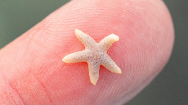 A tiny baby sea star, Dwarf mottled Henricia (Henricia pumila), seems to wave from its perch on my fingertip.
