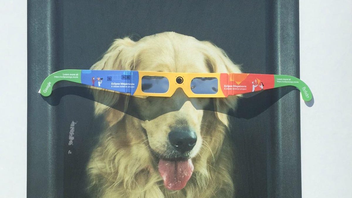 eclipseglassesdog