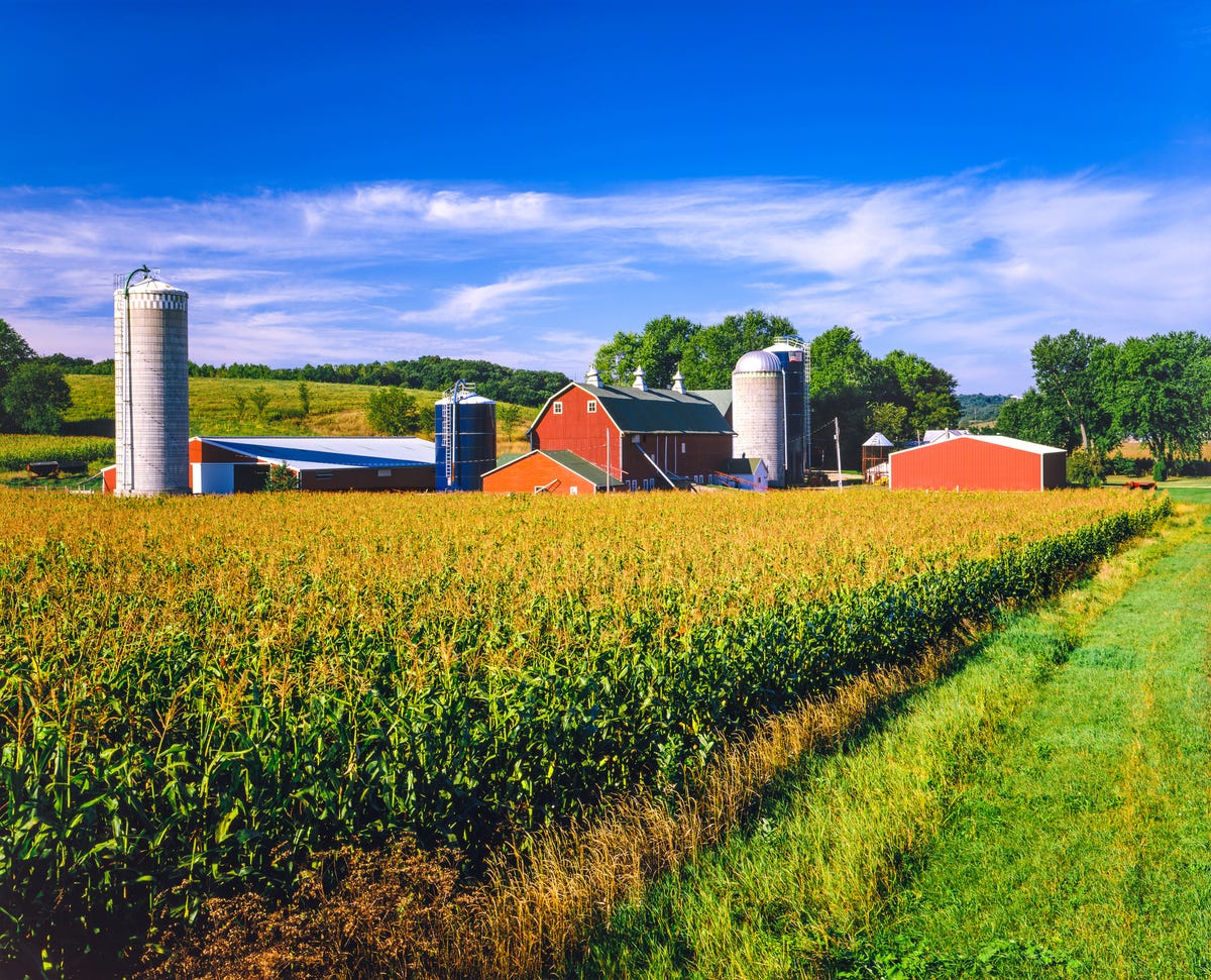 A cornfield and farm in Iowa.