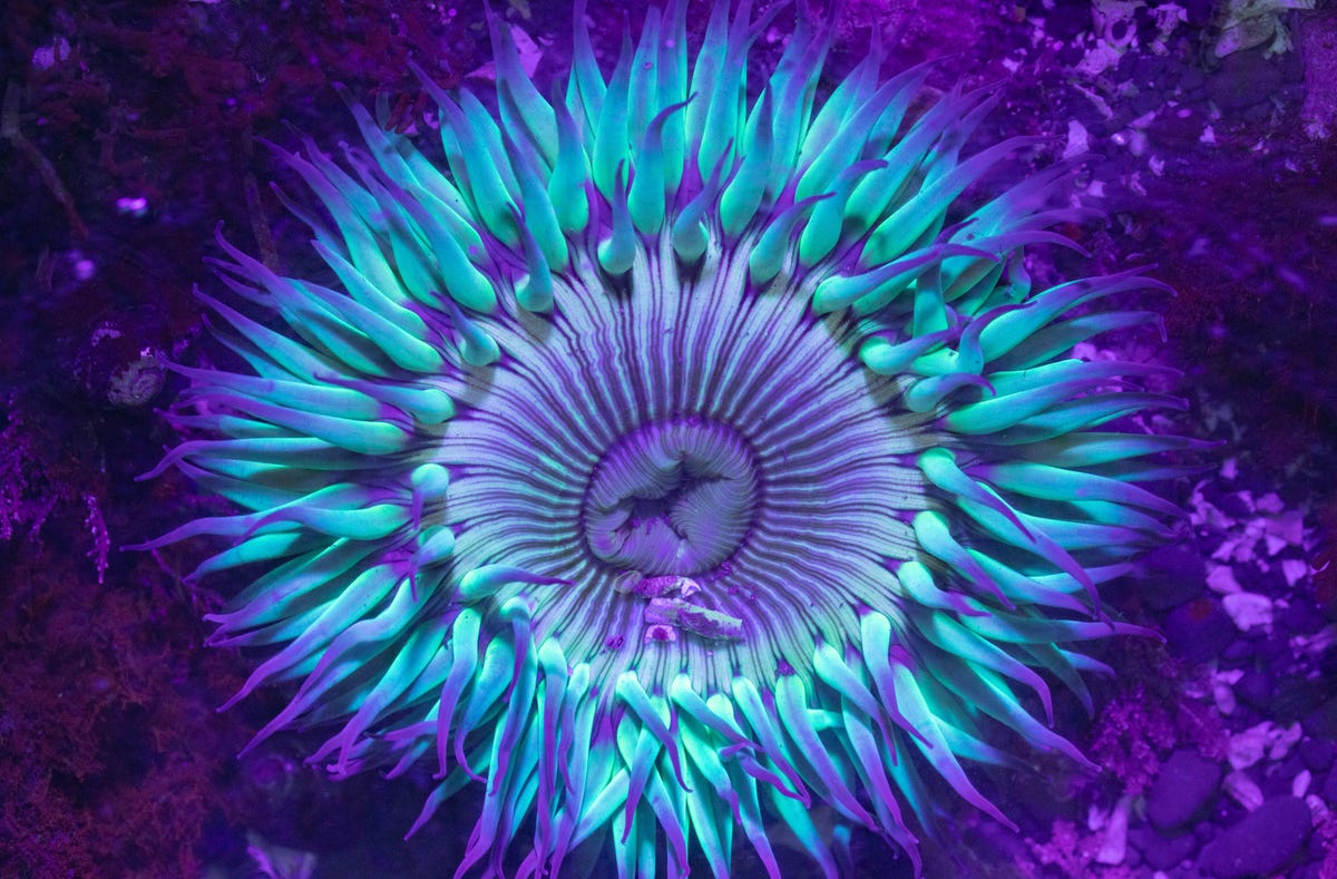 Sunburst sea anemone by ultraviolet light