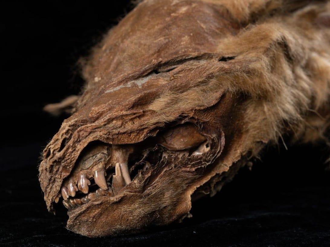 mummified wolf pup