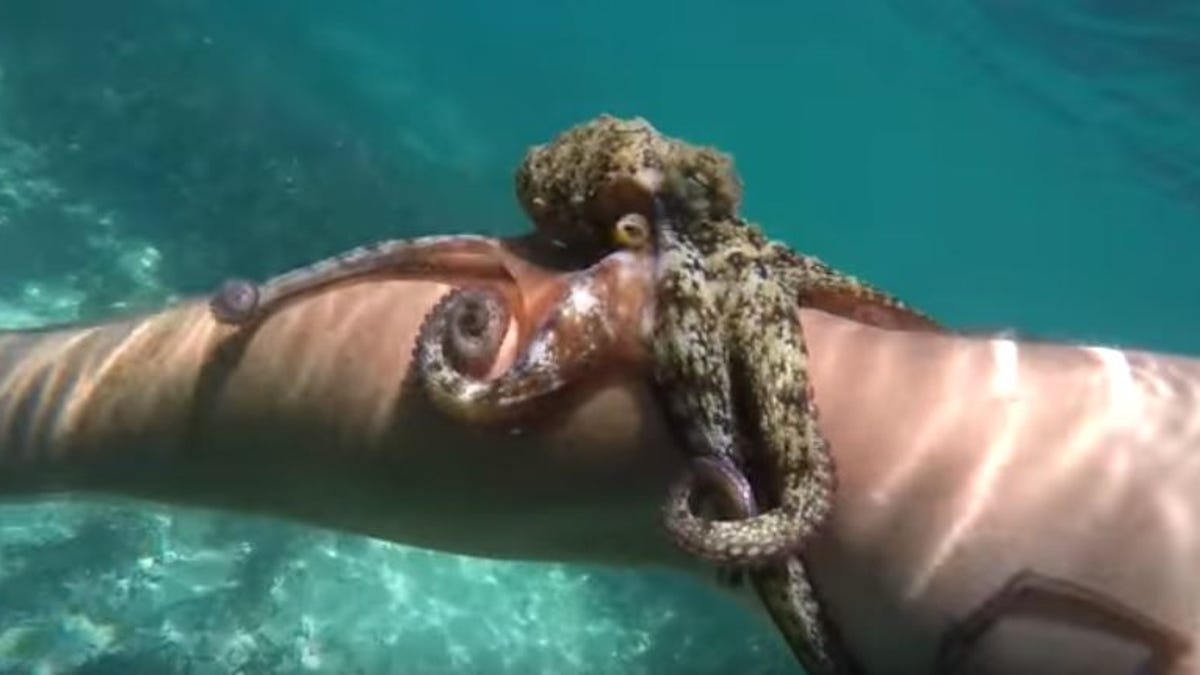 Watch an octopus attack a snorkeler -- and kill him with cuteness ...