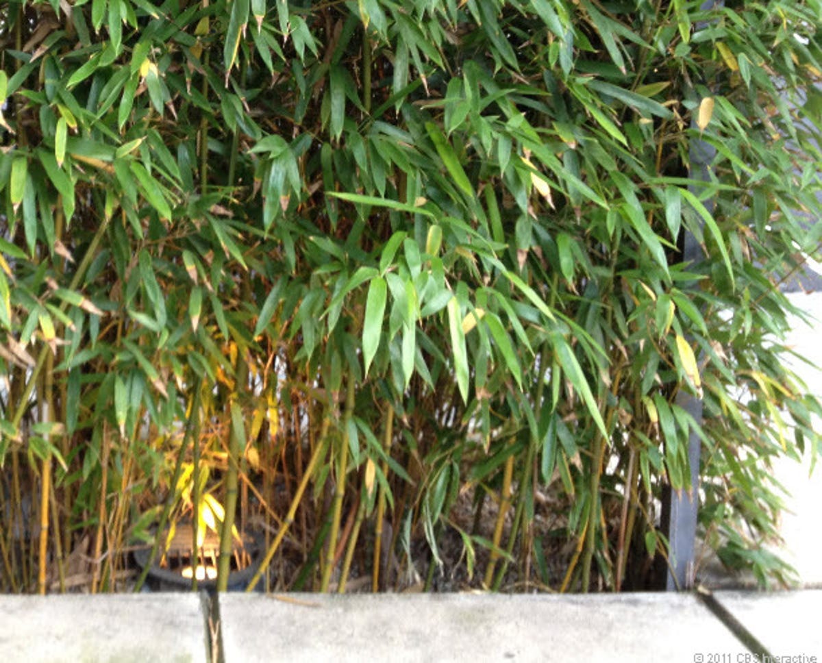 iPhone 4S: Bamboo