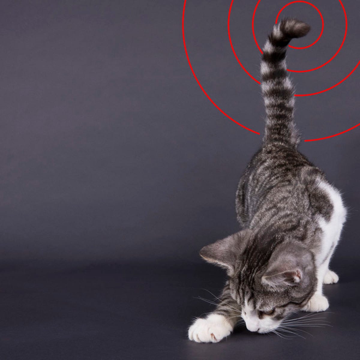 cnet-military-animals-cat-tail-antenna.jpg