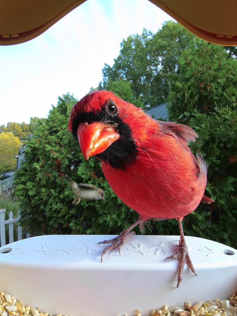 A male northern cardinal perched on a bird feeder.