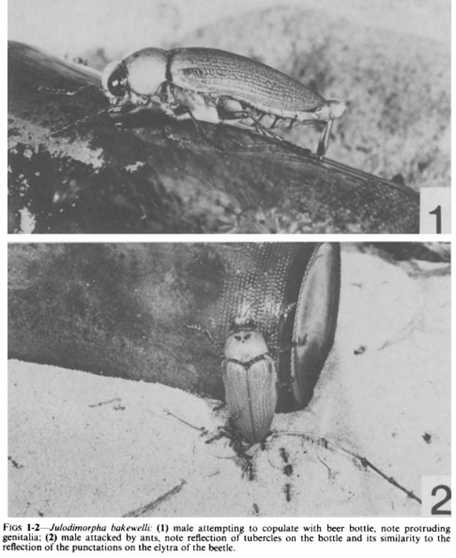 Winners of the Ig Nobel prize for biology studied why certain beetles try to mate with a certain kind of Australian beer bottle, as depicted in these images from the paper.