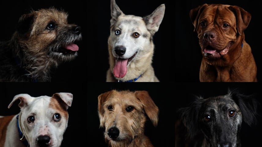 Facebook, Instagram pushing masks, how old your dog really is