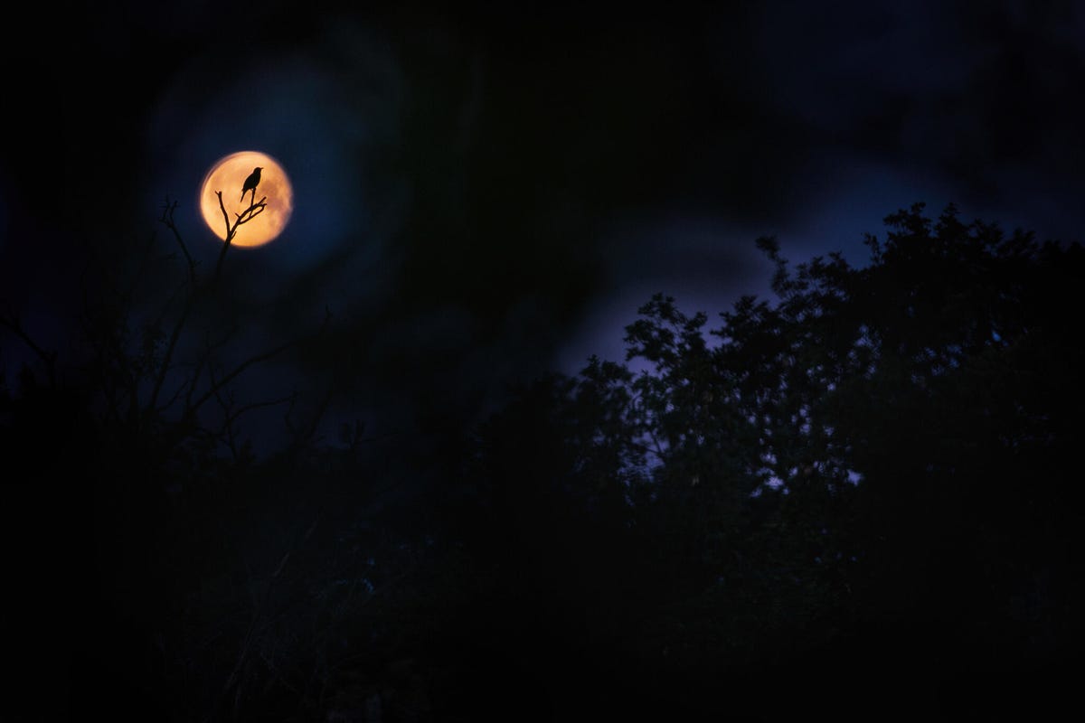 Dark nightscape with a tree poking through. A blackbird on a branch is highlighted by the glowing moon.