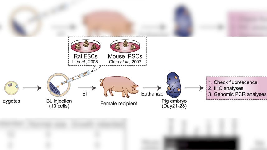 Scientists create human-pig hybrid