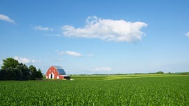 A field of corn with a barn in the background underneath a blue sky.