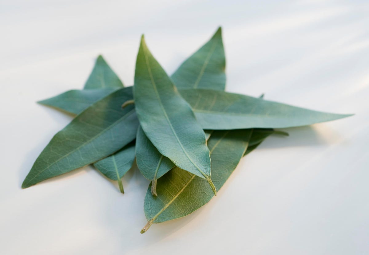 Close-up of bay leaves on white background