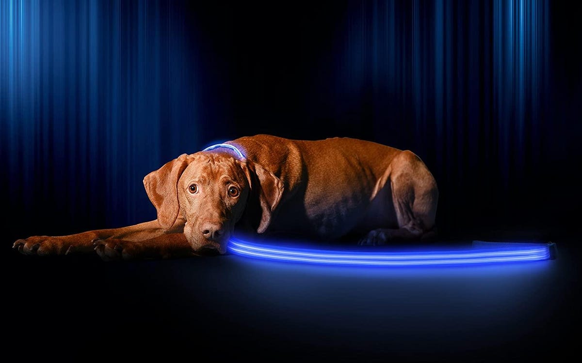 A dog with a light-up leash