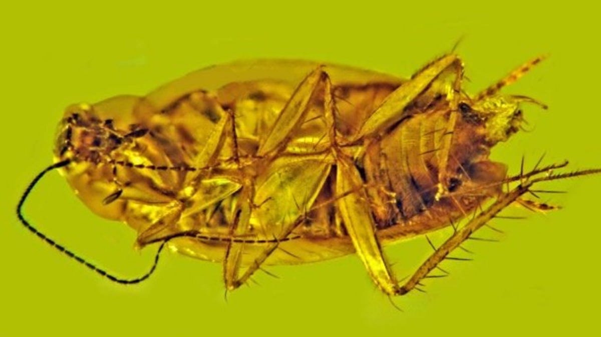 Underside of a cockroach entombed in amber. Remarkably well preserved, sperm cells intact.