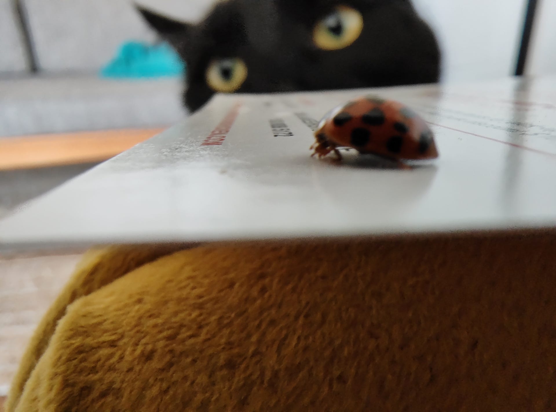A photo of a ladybug with a cat in the background