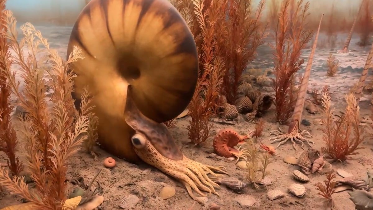 A diorama of a prehistoric ocean, with a curled-shell tentacled creature