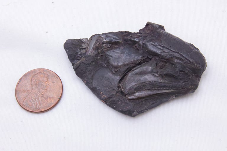 Small, dark fossil fish skull next to a US penny for scale shows it's very dainty and unassuming.