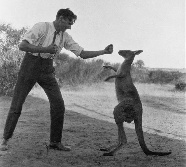boxing-kangaroo.jpg