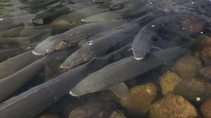 Spawning Sturgeon Fish: The Feel-Good Story You Didn't Know You Needed