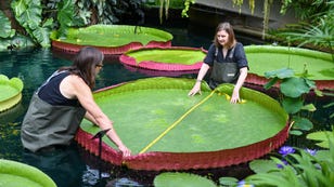World's Largest Water Lily Hid in Plain Sight for 177 Years