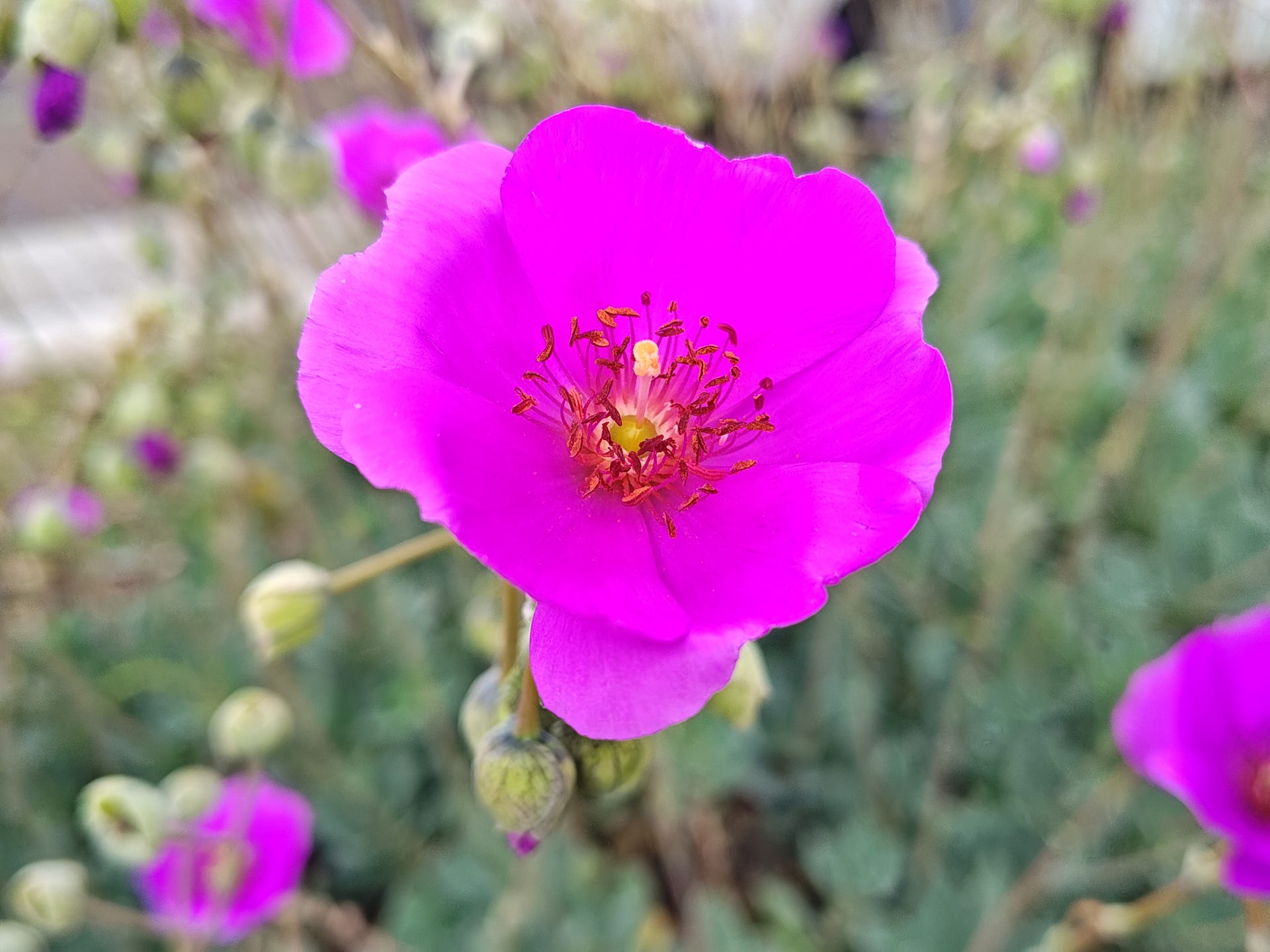 A pinkish purple flower sits in the foreground, but the colors blend together to make it hard to pick out petal edges.