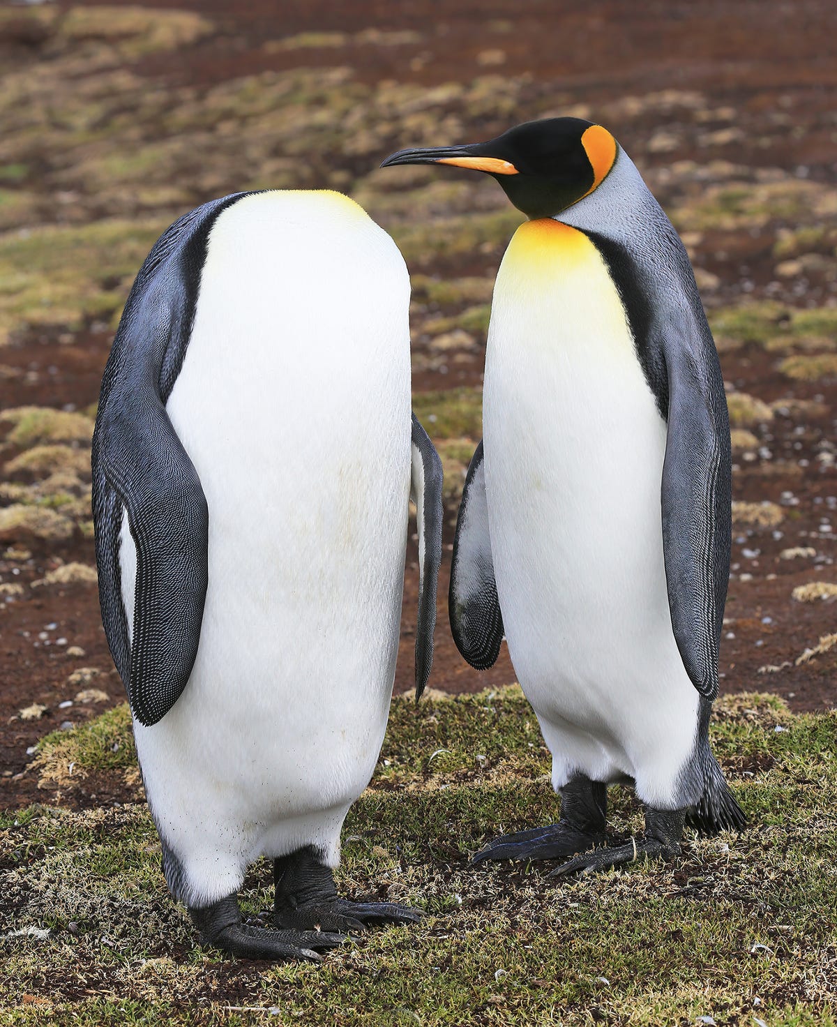 Two penguins stand together, but one has its head back so it looks headless.