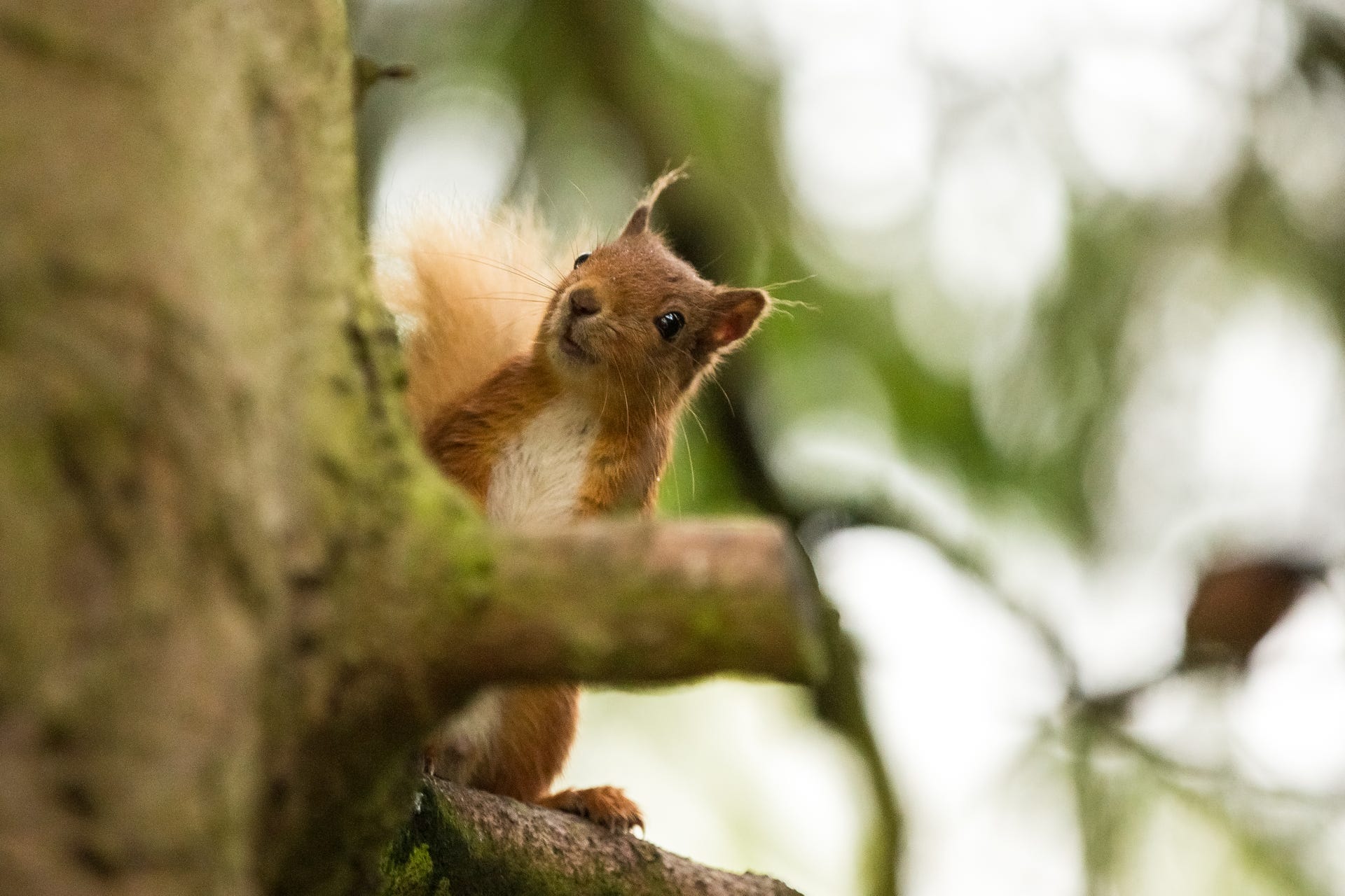 I'm pleased to have caught this cute red squirrel poking his head out from around a tree.