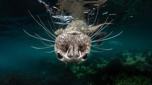 Greg Lecoeur of Nice, France, won first place in the cold water category and a six-night dive package in Indonesia for this image of a friendly seal.