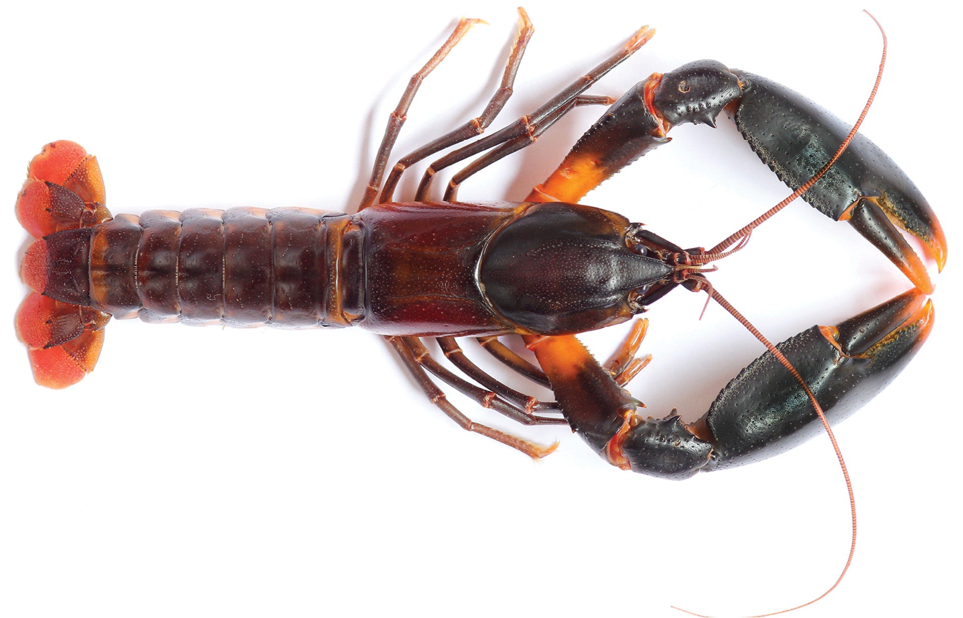 cherax-snowden-crayfish.jpg