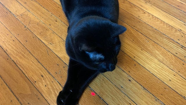 cat-laser