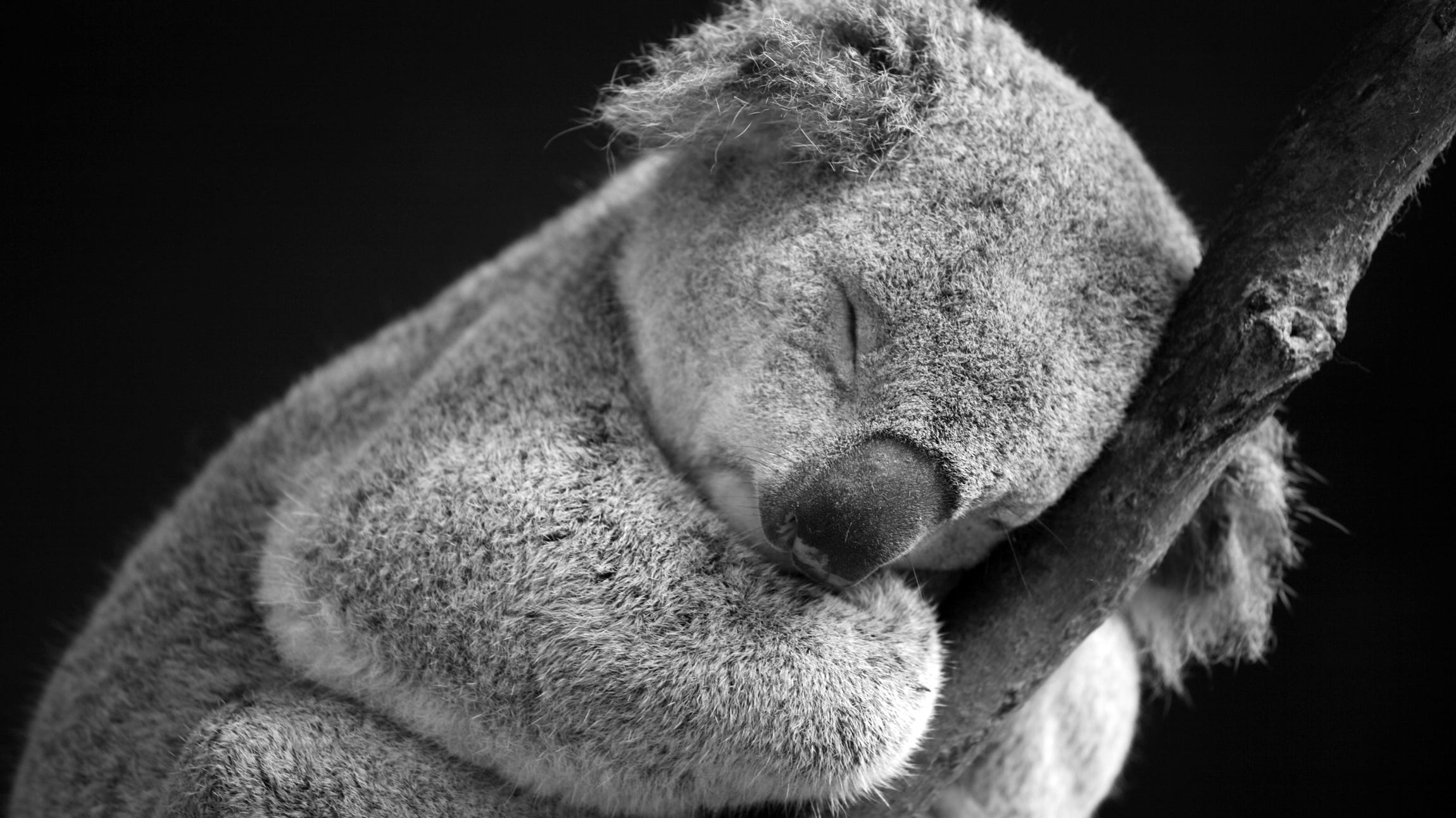 Koala leans on a branch with it eyes shut