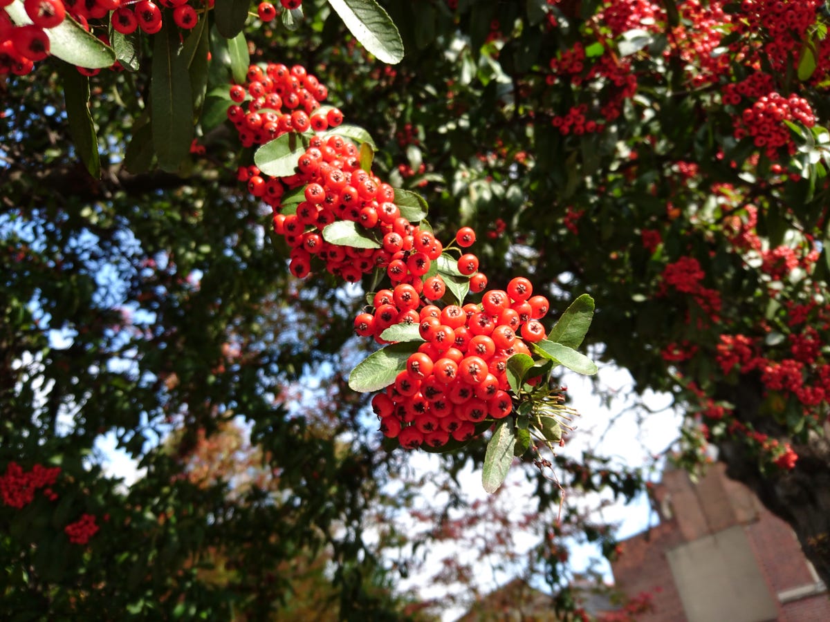 berries-sony-xperia-z5.jpg
