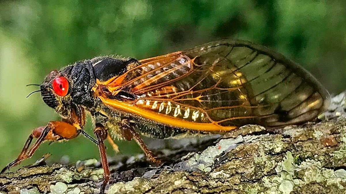 msj-cicada-adult-profile