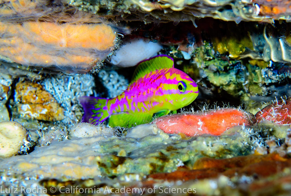 species-neon-fish