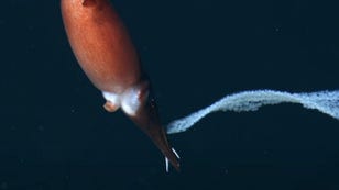 'Incredibly Rare': Watch a Squid Mom Carry Her Eggs in the Deep