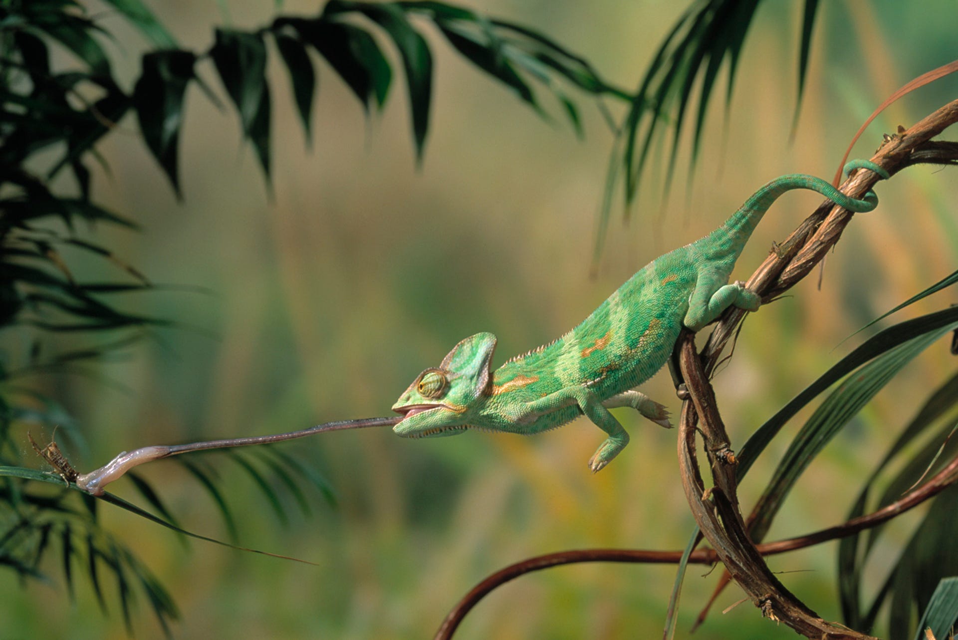 chameleon1.jpg