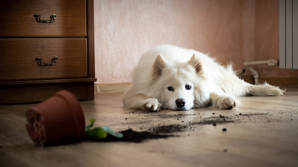 Guilty dog on the floor next to an overturned flowerpot