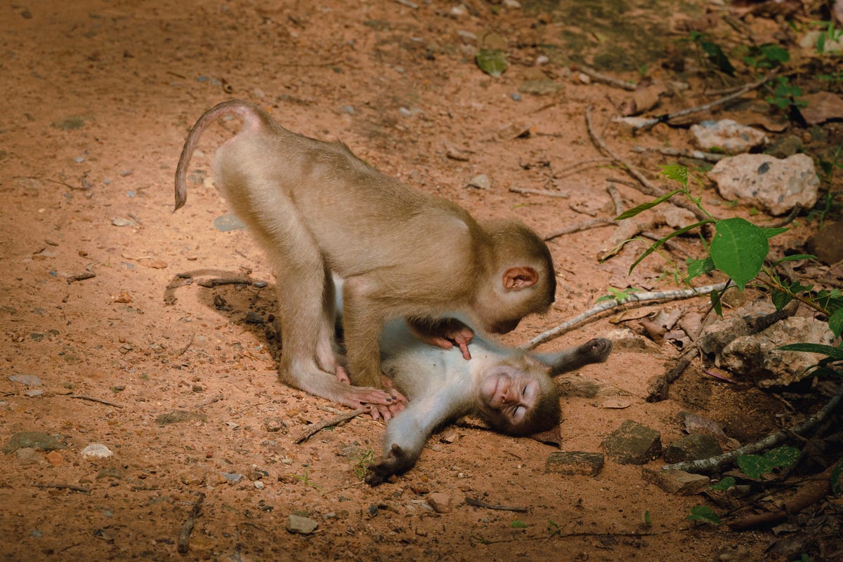 Two monkeys, one stretch out on the ground with the other leaning over it.