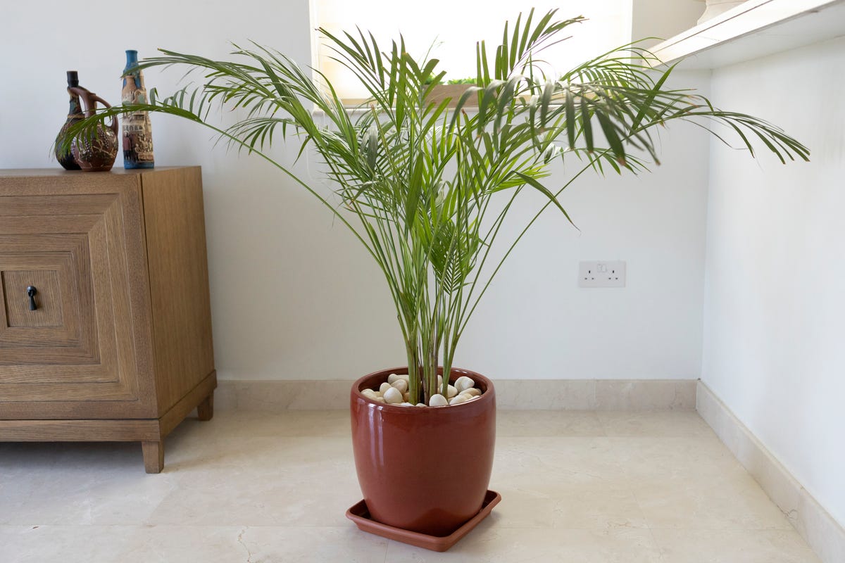 Bamboo palm growing in pot.