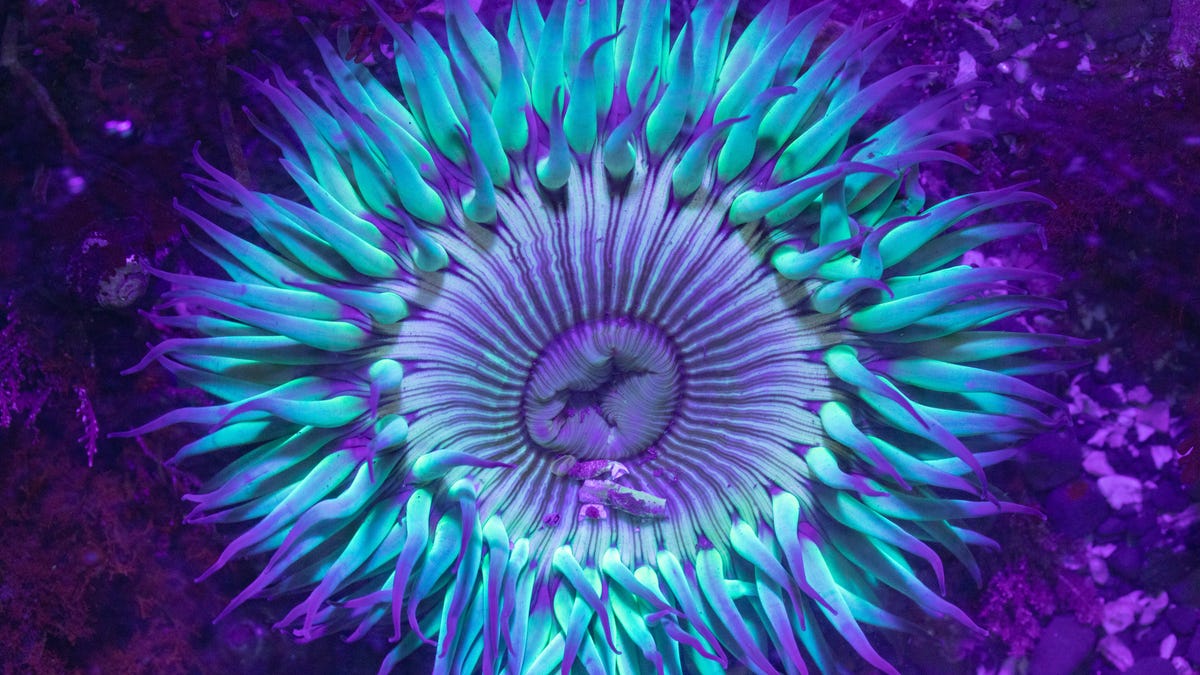 Sunburst sea anemone by ultraviolet light