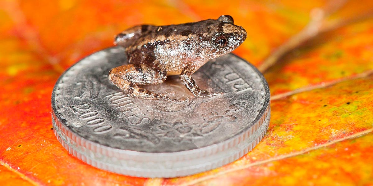 species-night-frog