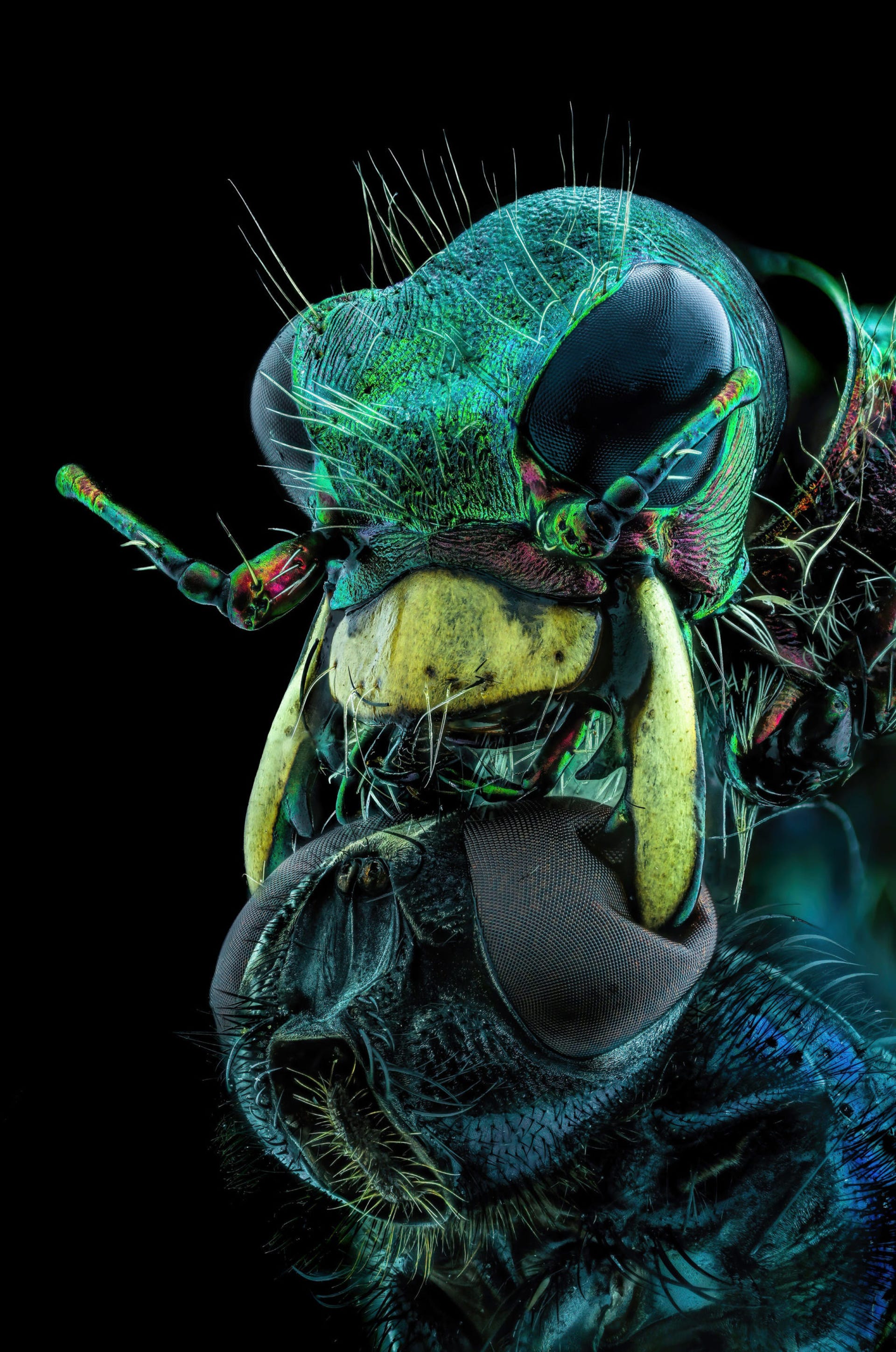 Psychedelic shades of blue and green and yellow highlight a view of a beetle's big-eyed head holding onto a fly with the fly's eye squished.