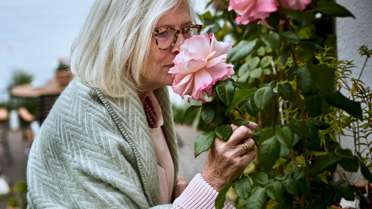 A gray-haired woman nudges her nose into a large pink rose growing in a garden