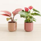 mothers-day-pot-colors-easyplant-1